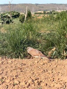 Foto eines verletzten Turmfalken nahe eines Windrades im Raum Ossarn im Zusammenhang mit der Diskussion über Windkraft und Vogelschutz.